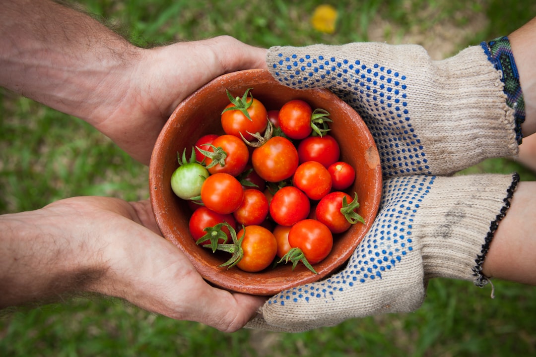 Easy Vegetarian Recipes for Beginners